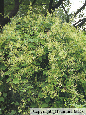 Polygoni Multiflori Radix