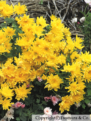 Chrysanthemi Flos