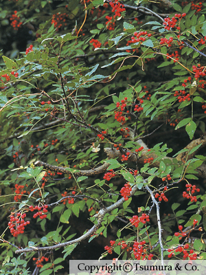 Zanthoxyli Fructus (Zanthoxyli Piperiti Pericarpium)