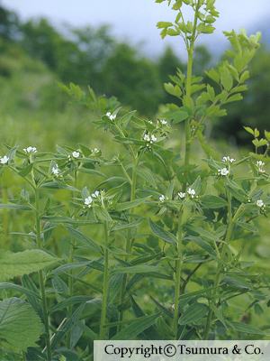 Lithospermi Radix