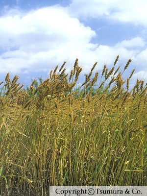 Tritici Semen