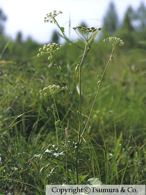 Peucedani Radix