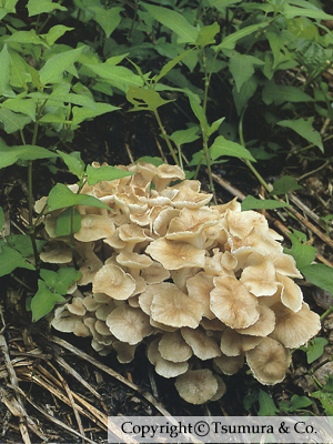 Polyporus