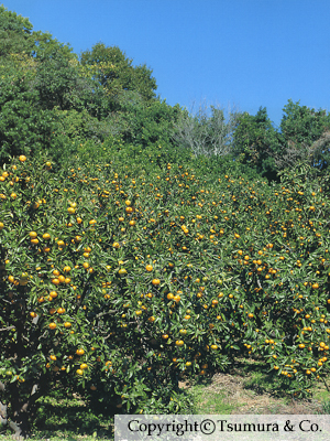 Aurantii Nobilis Pericarpium(Citri Unshiu Pericarpium / Citri Reticulatae Pericarpium)