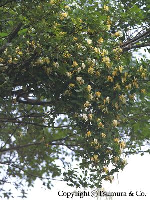 Lonicerae Folium Cum Caulis