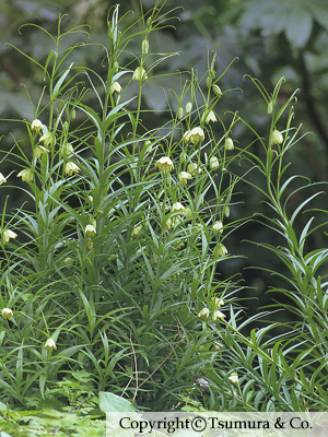 Fritillariae Bulbus