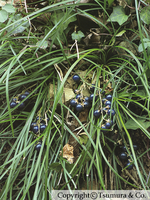 Ophiopogonis Tuber (Ophiopogonis Radix)