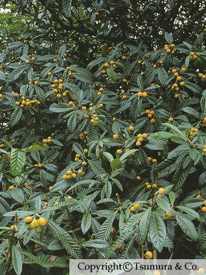 Eriobotryae Folium