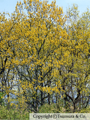 Quercus Cortex