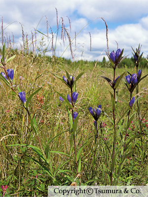 Gentianae Scabrae Radix