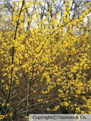 Forsythiae Fructus