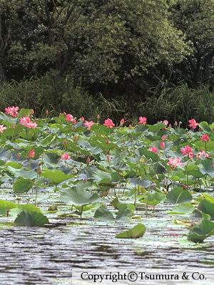 Nelumbis Semen